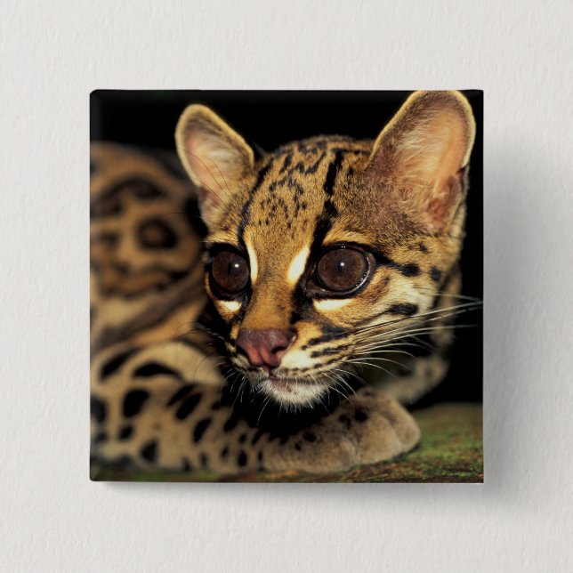 CA, Central Panama, Soberania NP, Margay 2 Button (Vorderseite)