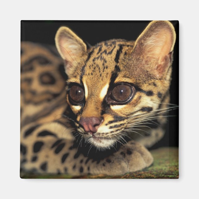 CA, Central Panama, Soberania NP, Margay 2 Magnet (Vorne)