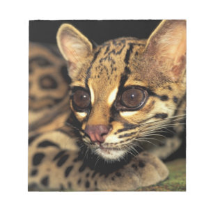 CA, Central Panama, Soberania NP, Margay 2 Notizblock