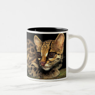 CA, Central Panama, Soberania NP, Margay 2 Zweifarbige Tasse