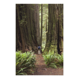 CA, Jedediah Smith Redwoods Staat Park, Fotodruck