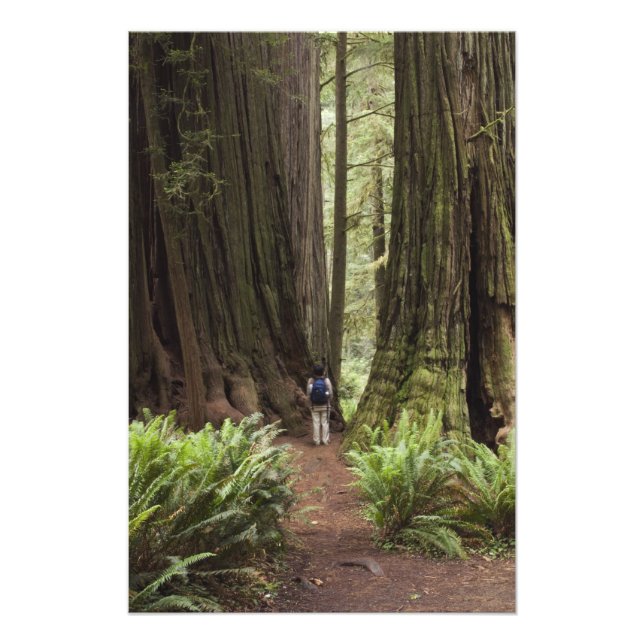 CA, Jedediah Smith Redwoods Staat Park, Fotodruck (Vorne)