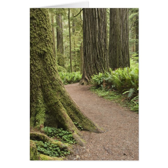 CA, Jedediah Smith Staat Park, Simpson Reed (Vorne)