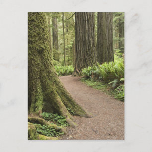 CA, Jedediah Smith State Park, Simpson-Reed Postkarte