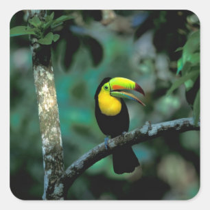 CA, Panama, Soberania NP, Keilschnabeltukan Quadratischer Aufkleber