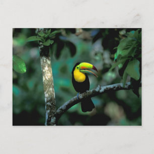 CA, Panama, Soberania NP, Tukan mit farbenprächtig Postkarte