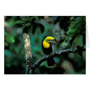 CA, Panama, Soberania NP, Tukan mit Keilschnabel
