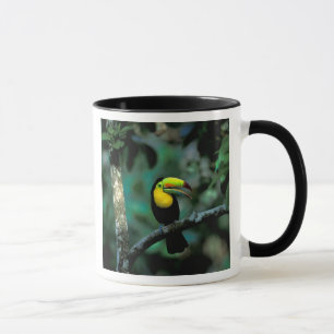 CA, Panama, Soberania NP, Tukan mit Keilschnabel Tasse