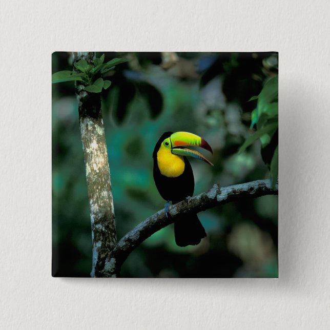 CA, Panama, Soberania NP, Tukan mit regenbogenförm Button (Vorderseite)