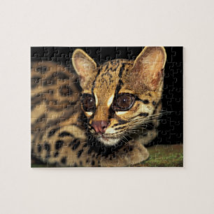 CA, Zentralpanama, Soberania NP, Margay 2
