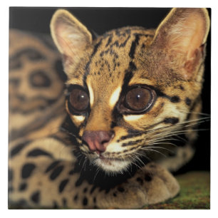CA, Zentralpanama, Soberania-NP, Margay 2 Fliese
