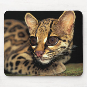 CA, Zentralpanama, Soberania NP, Margay 2 Mousepad