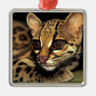 CA, Zentralpanama, Soberania NP, Margay 2 Silbernes Ornament