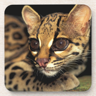 CA, Zentralpanama, Soberania NP, Margay 2 Untersetzer