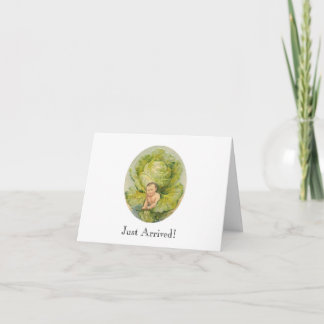 Cabbage Birth Ankündigung