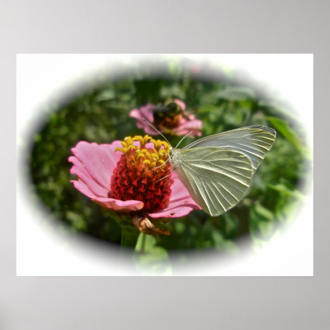 Cabbage Butterfly auf Zinnia Poster (Vorne)