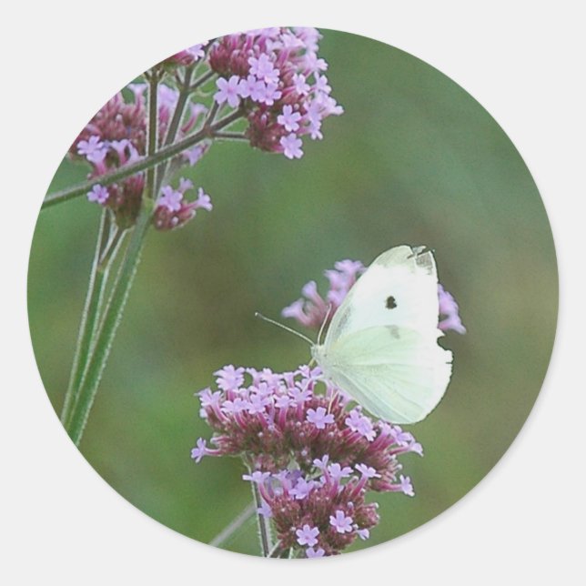 Cabbage Butterfly Runder Aufkleber (Vorderseite)