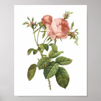 Cabbage-Rose (Rosa centifolia foliacea) von Redout