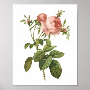 Cabbage-Rose (Rosa centifolia foliacea) von Redout Poster