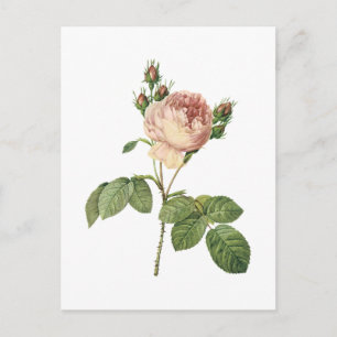 Cabbage Rose (Rosa centifolia) von Redouté Postkarte