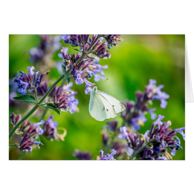 Cabbage White Butterfly (Vorderseite (Horizontal))