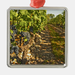 Cabernet Sauvignon in Folge Silbernes Ornament