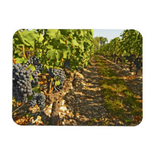 Cabernet-Sauvignon-Reben in einer Reihe in dem Magnet