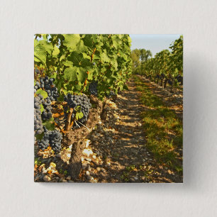 Cabernet-Sauvignon-Reben in einer Reihe in der Button