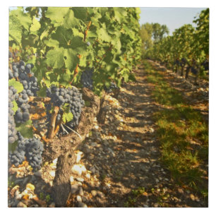 Cabernet-Sauvignon-Reben in einer Reihe in der Fliese
