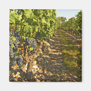 Cabernet-Sauvignon-Reben in einer Reihe in der Magnet