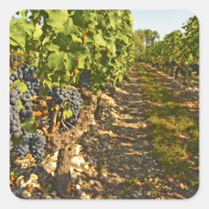 Cabernet Sauvignon-Reben in einer Reihe in der Quadratischer Aufkleber