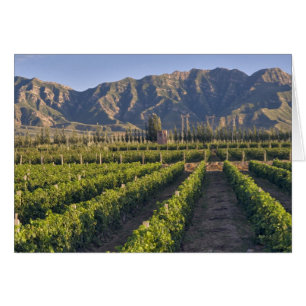 Cabernet Sauvignon-Reben in Huailai Rongchen