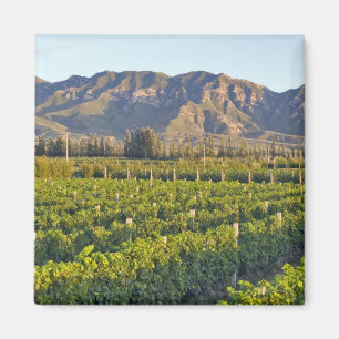 Cabernet-Sauvignon-Reben in Huailai Rongchen 2 Magnet