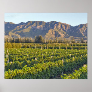 Cabernet-Sauvignon-Reben in Huailai Rongchen 2 Poster