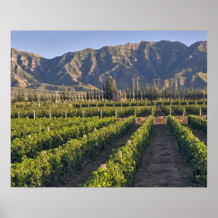 Cabernet Sauvignon Reben in Huailai Rongchen Poster