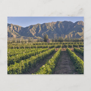Cabernet Sauvignon-Reben in Huailai Rongchen Postkarte