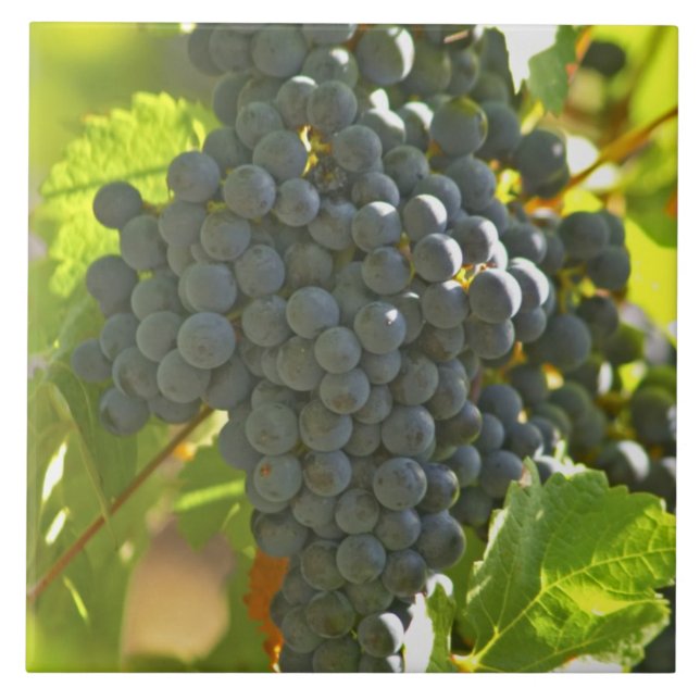 Cabernet Sauvignon Traubchen im Schloss Fliese (Vorderseite)