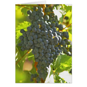 Cabernet Sauvignon Traube im Chateau