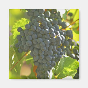 Cabernet Sauvignon-Traube im Chateau Magnet