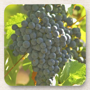 Cabernet Sauvignon Traube im Chateau Untersetzer