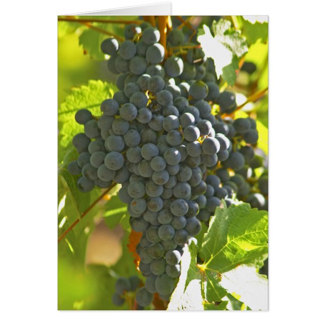 Cabernet Sauvignon Traubensaal im Schloss (Vorne)