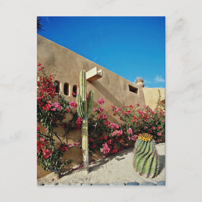 Cabo San Lucas, Baja, Mexiko Blume Postkarte (Vorderseite)
