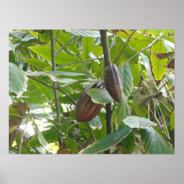 Cacao Tree Poster