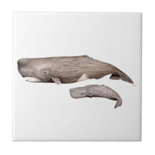 Cachalote, Mutter und Zucht, Fliese