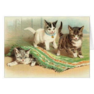 Cache-cache de chatons