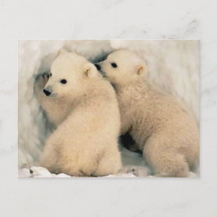 Cachorros von Oso Polar Postkarte