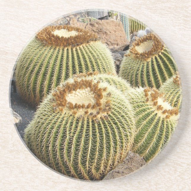 Cacti Coaster Untersetzer (Vorne)