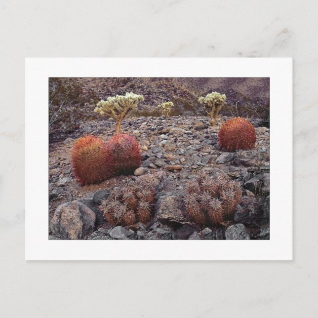" Cacti Variety Pack " Postkarte (Vorderseite)