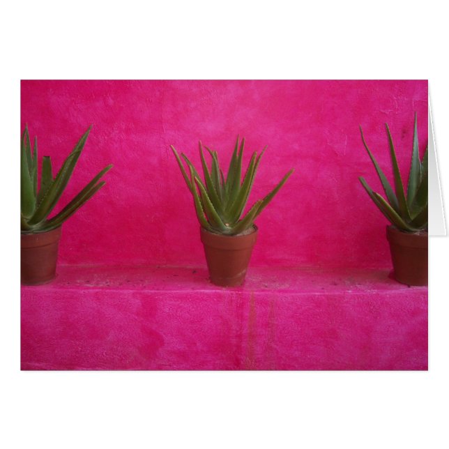 cactus (Devant horizontal)