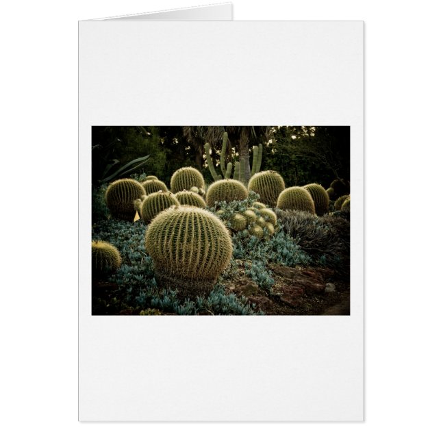 Cactus (Devant)